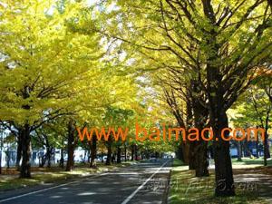 临沂银杏树爆料视频,金黄如梦,美不胜收 第3张 临沂银杏树爆料视频,金黄如梦,美不胜收 第3张