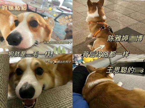 狗崽直播爆料汪小菲视频,独家爆料引热议  第1张